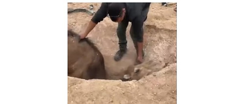 IDF soldier rescues trapped camel.v1