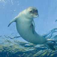 Seal