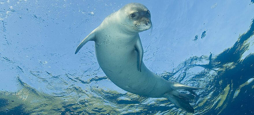 Seal