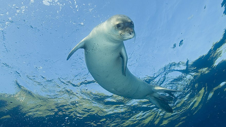Seal