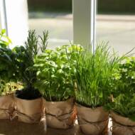 plants