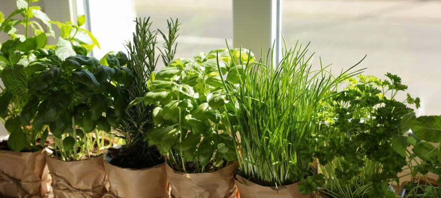 plants