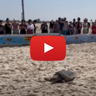 Sea Turtles, Netanya