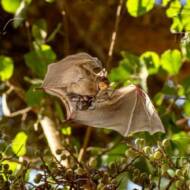 Bat