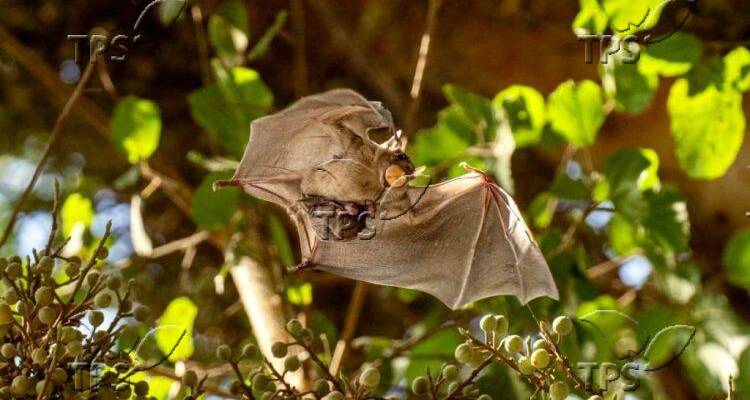Bat