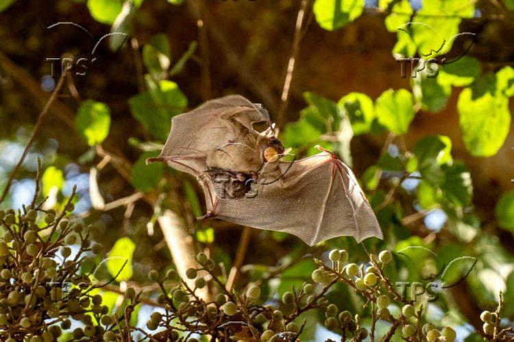 Bat