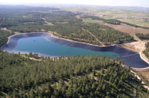 Yatir Forest