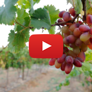 Negev vineyard
