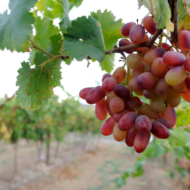 Negev vineyard