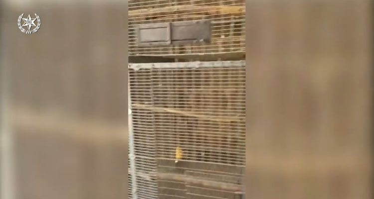 cage hostages hamas