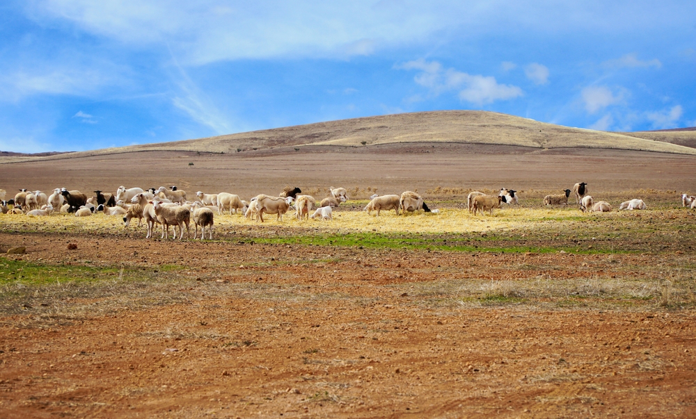 Sheep