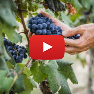 Vineyard
