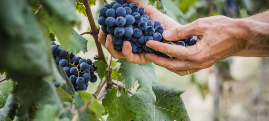 Vineyard