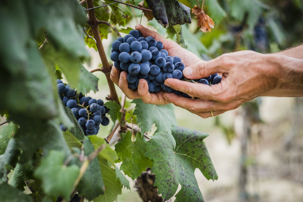 Vineyard