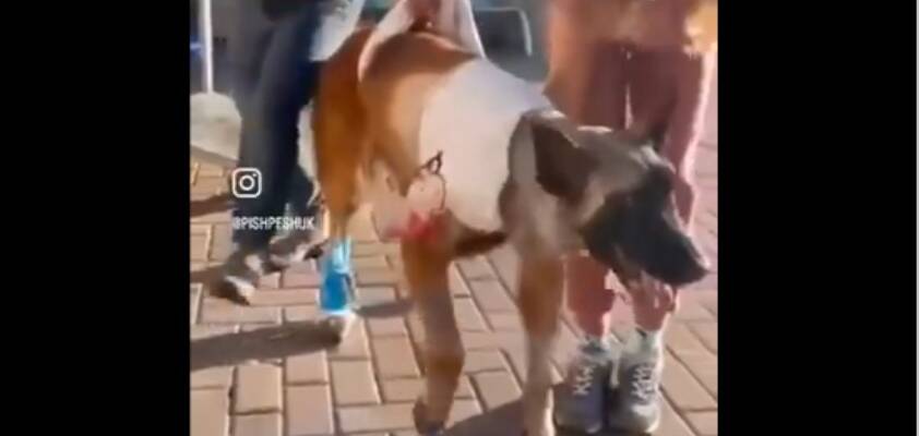 injured oketz dog