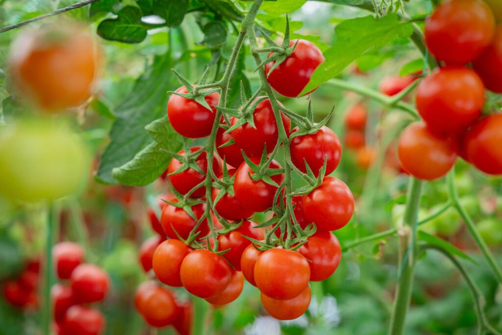 Tomatoes