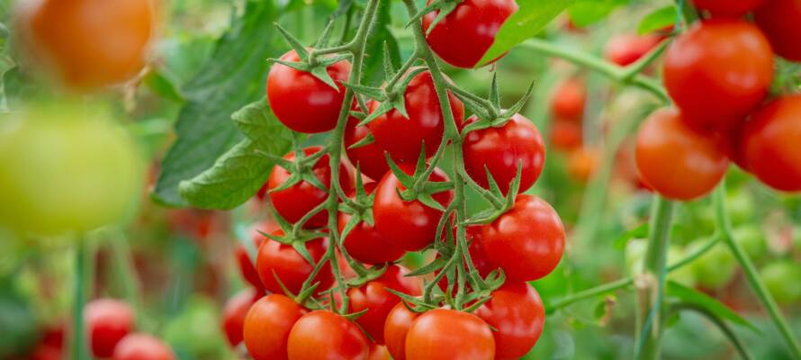 Tomatoes