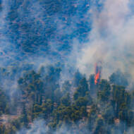 forest fire
