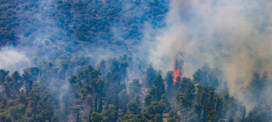 forest fire