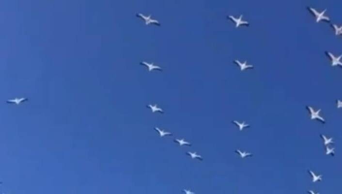 Pelicans