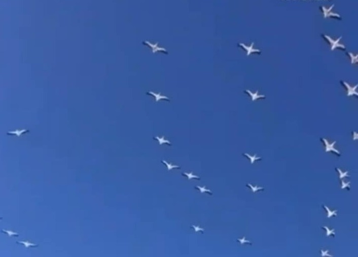 Pelicans