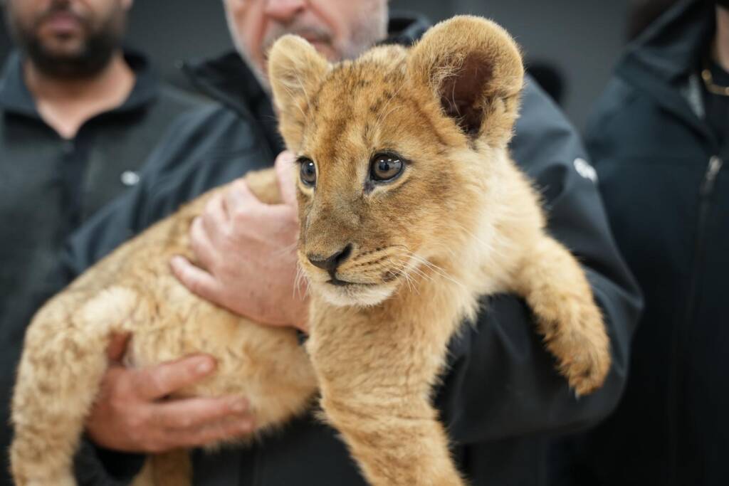 police lion