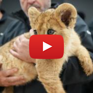 police lion