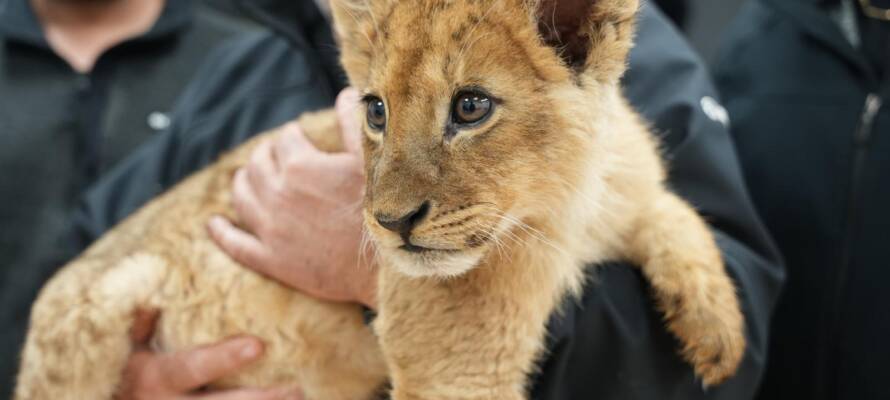 police lion