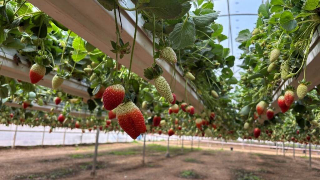 Uri-Tutim-farm-greenhouse-1520x855