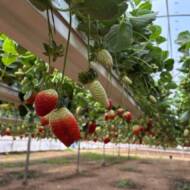 Uri-Tutim-farm-greenhouse-1520x855