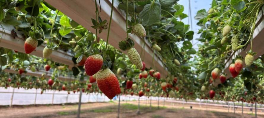 Uri-Tutim-farm-greenhouse-1520x855