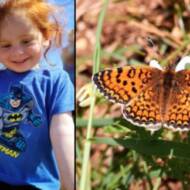 bibas butterfly