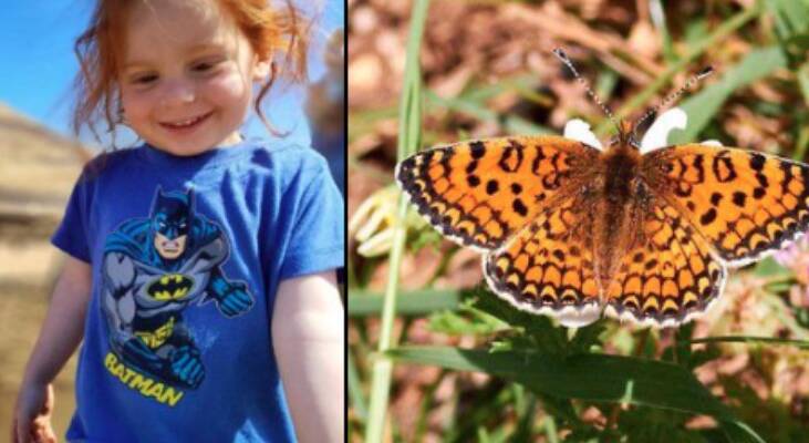 bibas butterfly