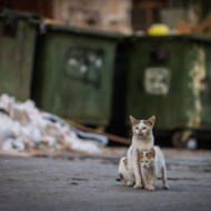 Street cats