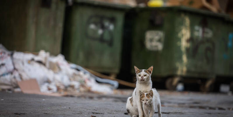 Street cats