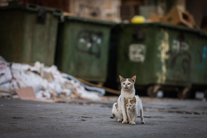 Street cats