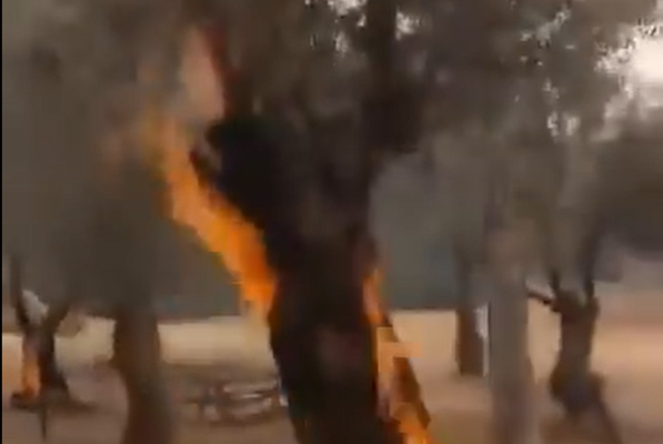 Sure looks a lot like arson