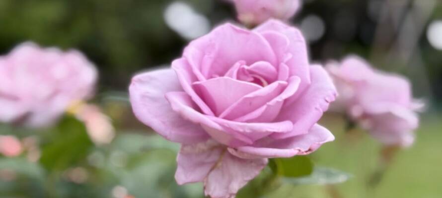 rose