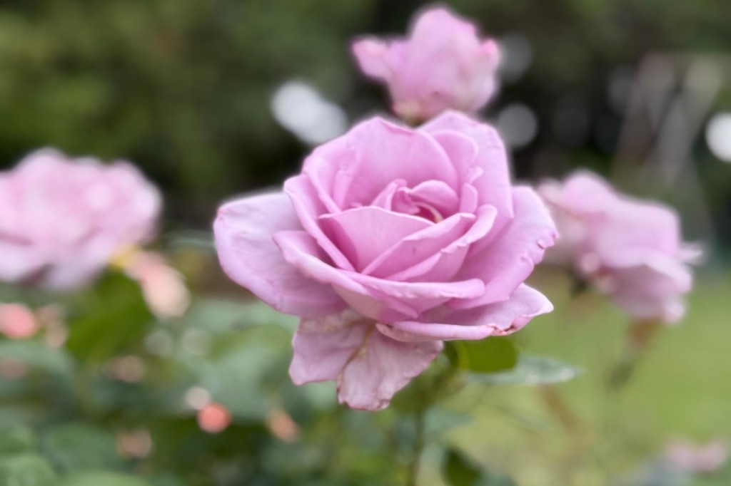 rose