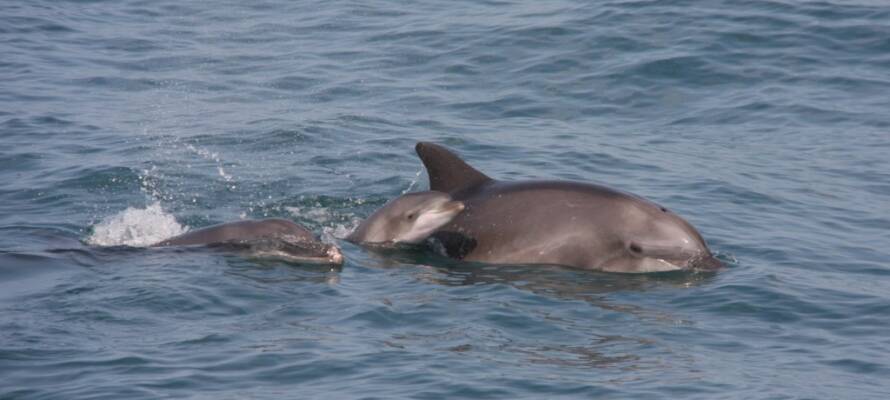 dolphins