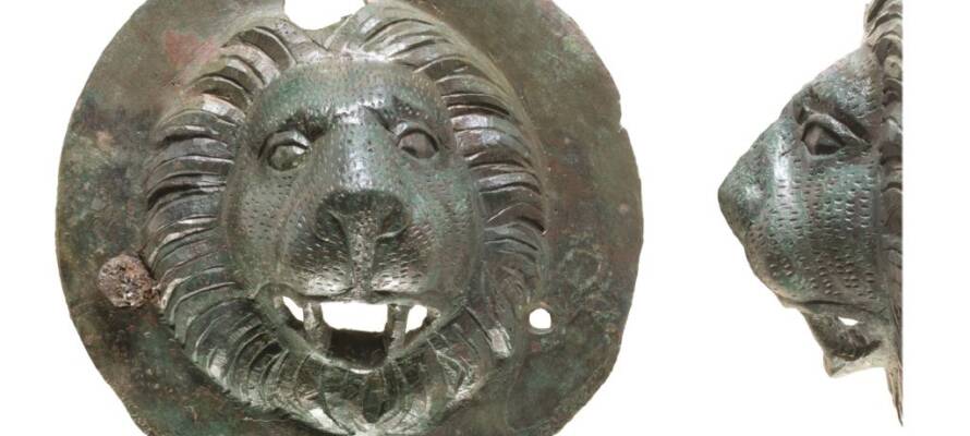 lions