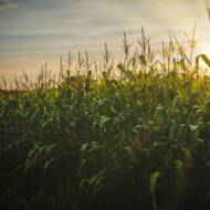 cornfield