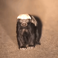 Honey badger