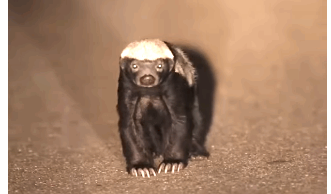 Honey badger