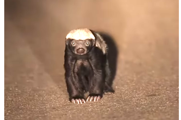 Honey badger