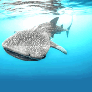 Whale shark