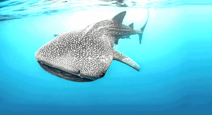 Whale shark