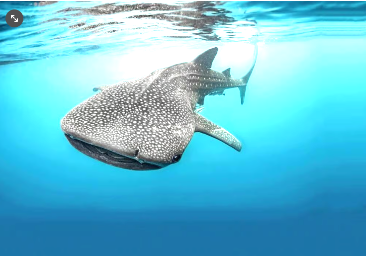 Whale shark
