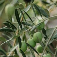 Olives