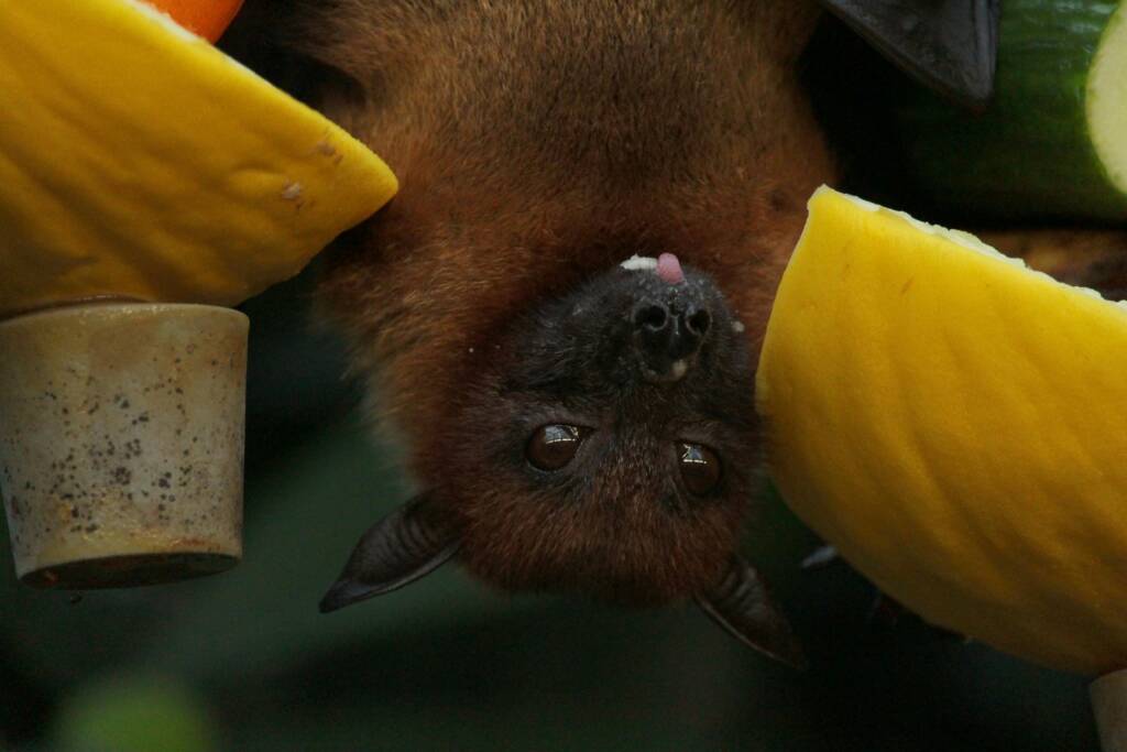 Bat